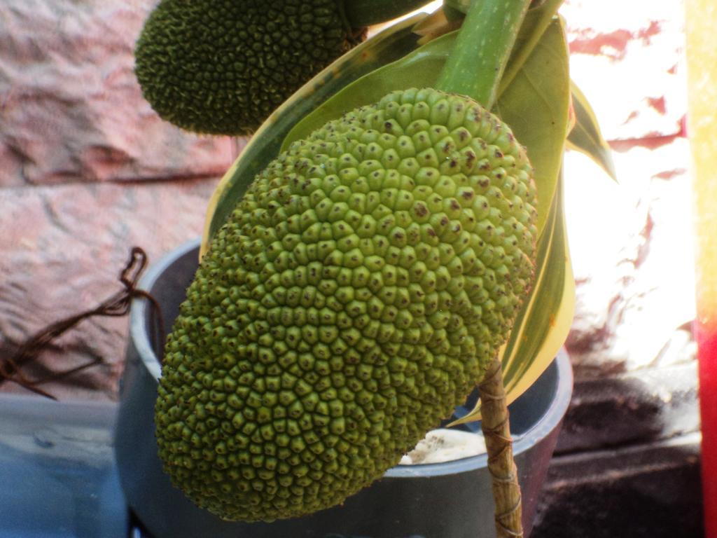 绿屋别墅 Ped 外观 照片