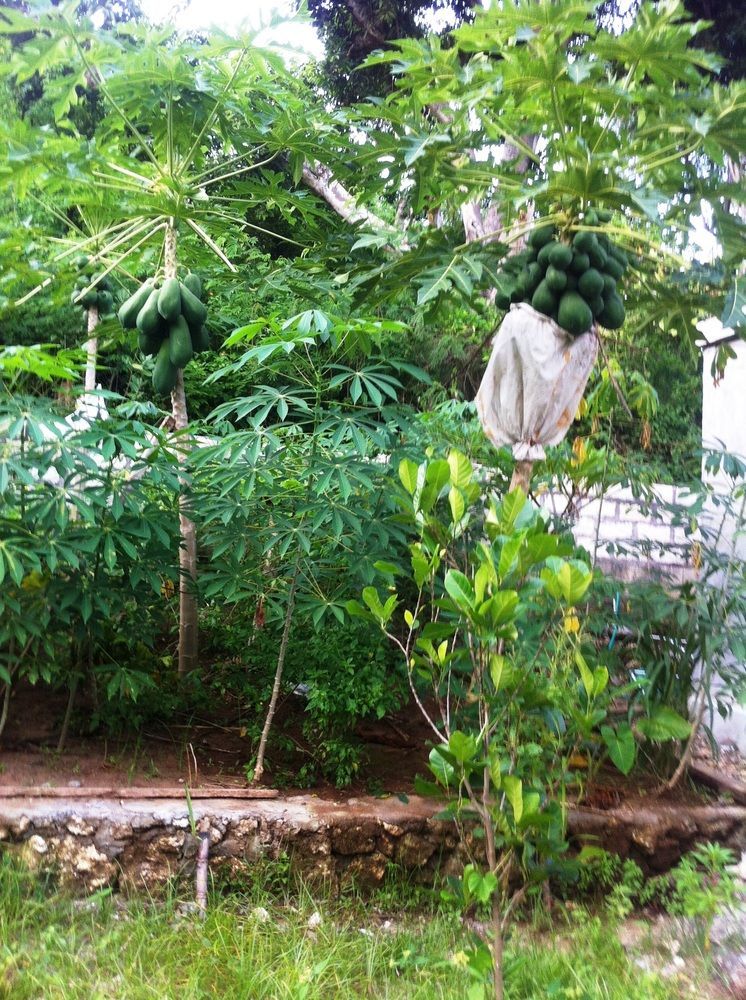 绿屋别墅 Ped 外观 照片