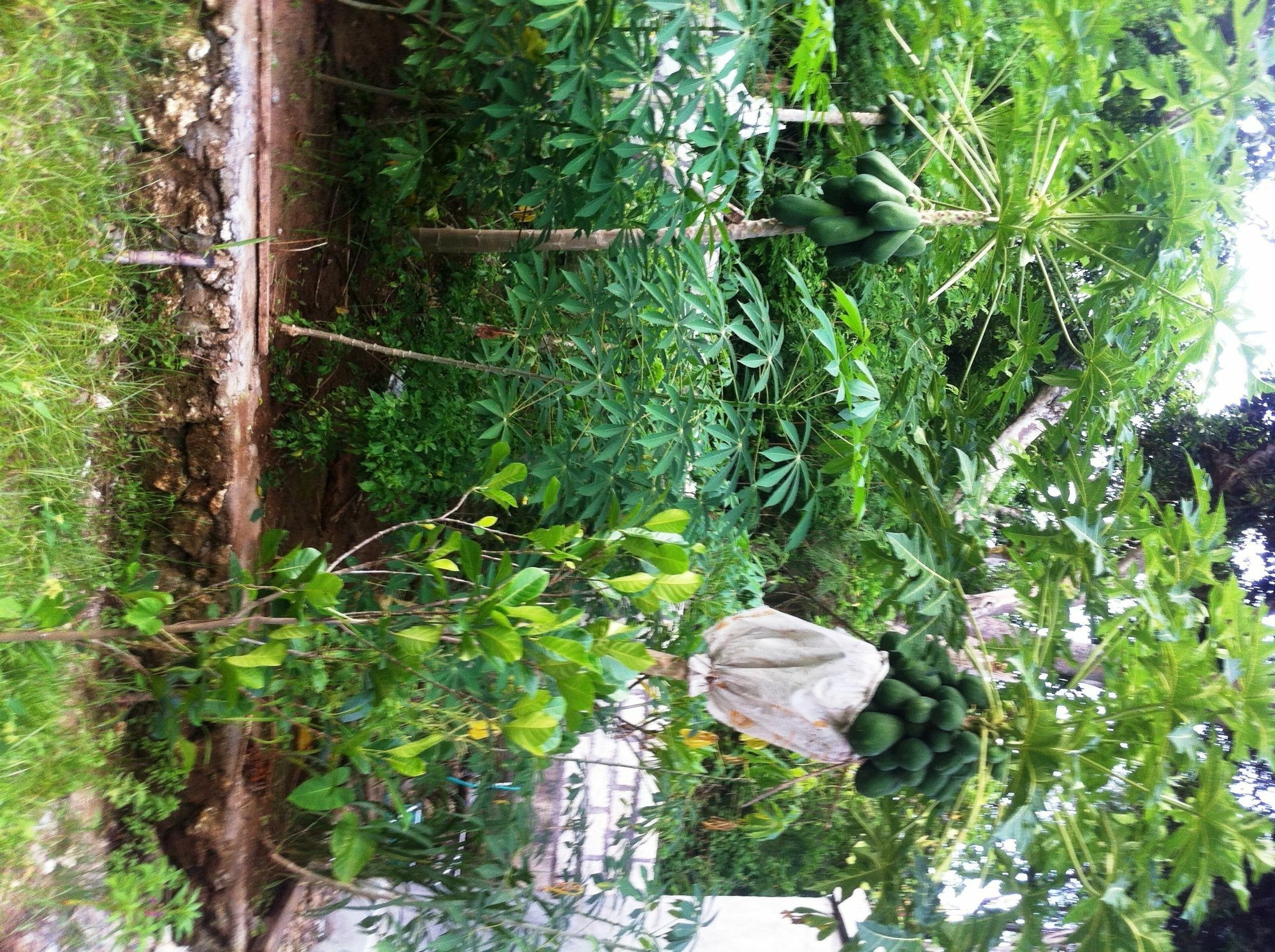绿屋别墅 Ped 外观 照片