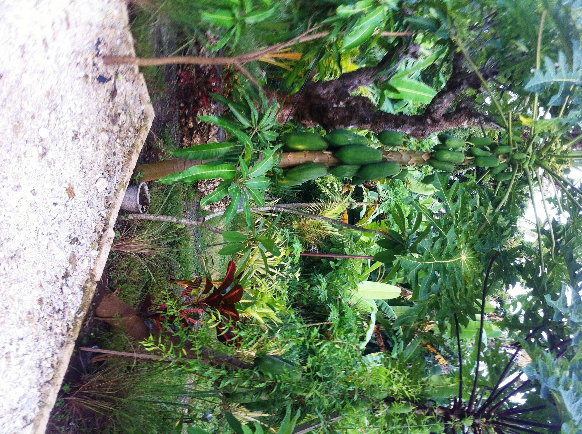 绿屋别墅 Ped 外观 照片